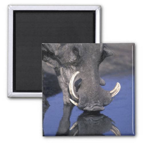 Africa Botswana Chobe National Park Warthog Magnet