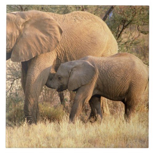 Africa Botswana Moremi Elephant nursing Tile