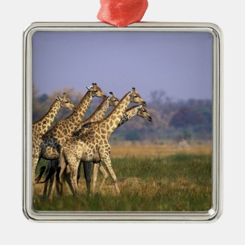 Africa Botswana Moremi Game Reserve Herd of Metal Ornament