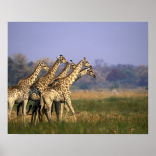Africa, Botswana, Moremi Game Reserve Poster