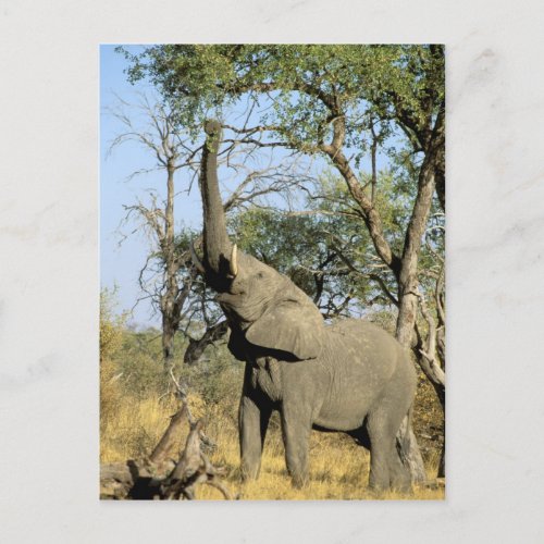 Africa Botswana Okavango Delta African 2 Postcard