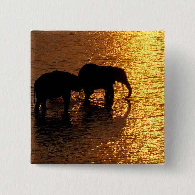 Africa, Botswana, Okavango Delta. African Button (Front)