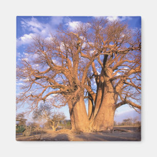 Africa, Botswana, Okavango Delta. Baobab Magnet