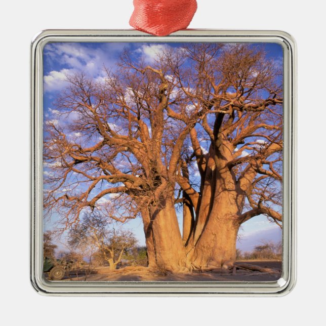 Africa, Botswana, Okavango Delta. Baobab Metal Ornament (Front)