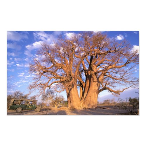 Africa Botswana Okavango Delta Baobab Photo Print