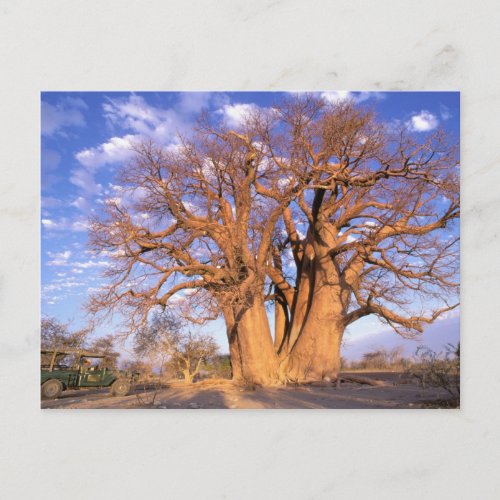Africa Botswana Okavango Delta Baobab Postcard
