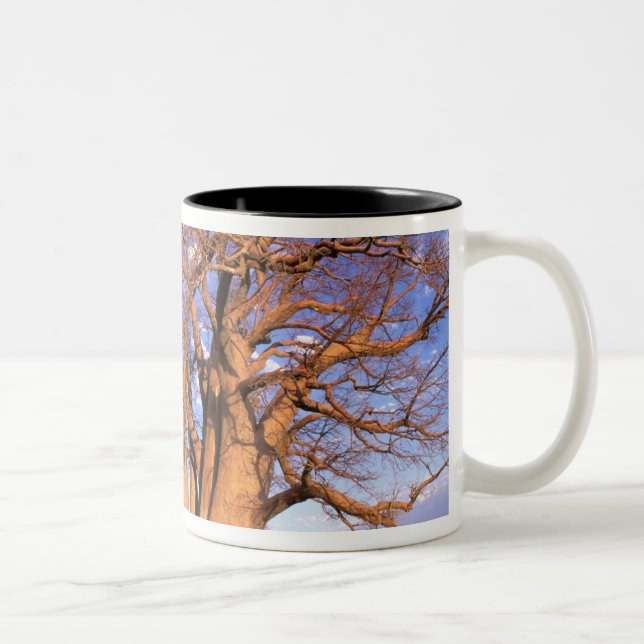 Africa, Botswana, Okavango Delta. Baobab Two-Tone Coffee Mug (Right)