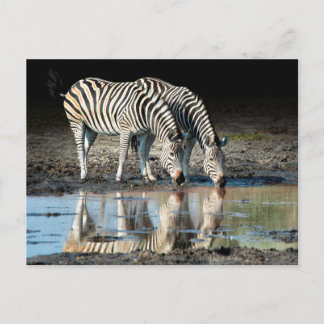 Africa,Botswana, Okavango Delta, Davison Camp Postcard