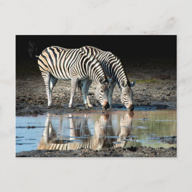 Africa,Botswana, Okavango Delta, Davison Camp Postcard (Front)