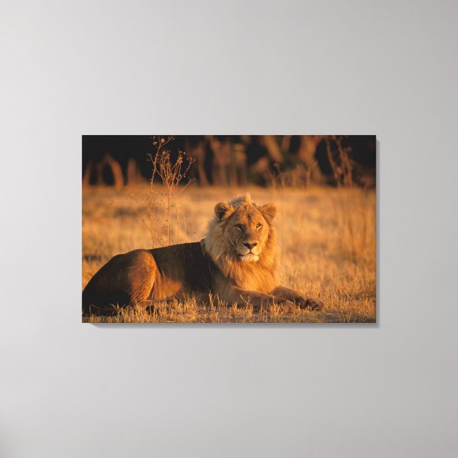 Africa, Botswana, Okavango Delta. Lion (Panthera Canvas Print (Front)