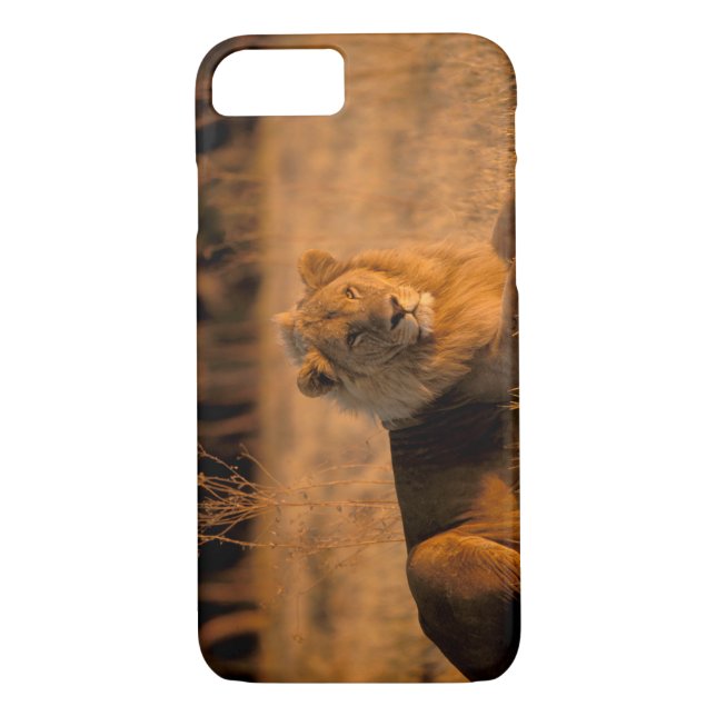 Africa, Botswana, Okavango Delta. Lion (Panthera Case-Mate iPhone Case (Back)