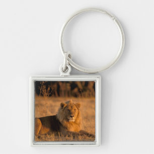 Africa, Botswana, Okavango Delta. Lion (Panthera Keychain