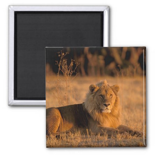 Africa Botswana Okavango Delta Lion Panthera Magnet