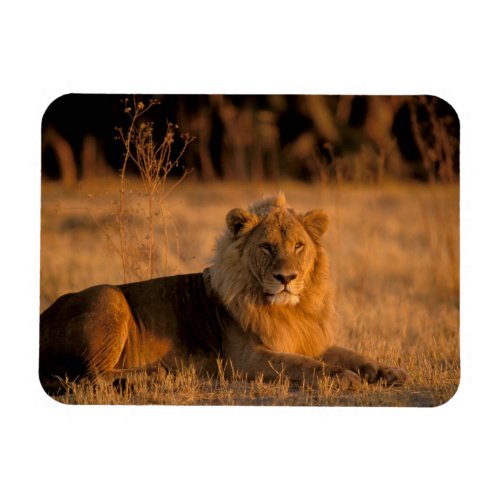 Africa Botswana Okavango Delta Lion Panthera Magnet