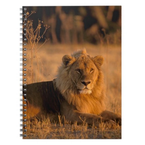 Africa Botswana Okavango Delta Lion Panthera Notebook
