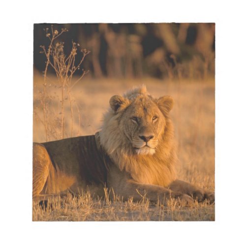 Africa Botswana Okavango Delta Lion Panthera Notepad