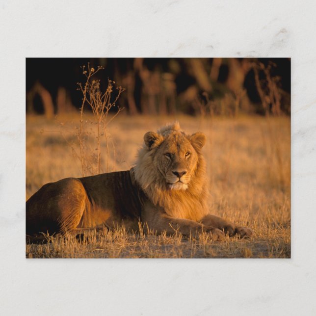Africa, Botswana, Okavango Delta. Lion (Panthera Postcard (Front)