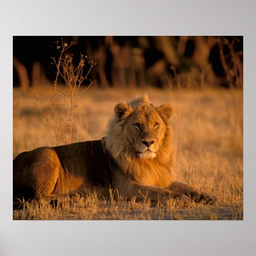 Africa Botswana Okavango Delta Lion Panthera Poster