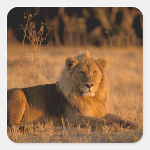Africa, Botswana, Okavango Delta. Lion (Panthera Square Sticker