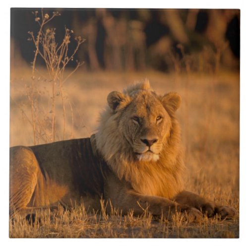 Africa Botswana Okavango Delta Lion Panthera Tile