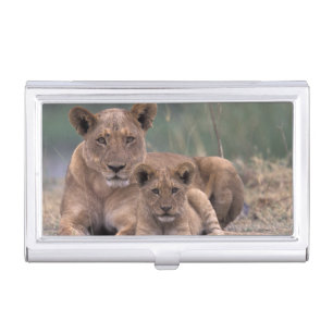 Africa, Botswana, Okavango Delta. Lions Business Card Holder