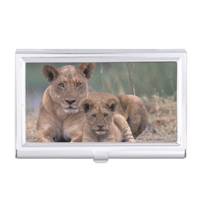 Africa, Botswana, Okavango Delta. Lions Business Card Holder (Front)