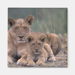 Africa, Botswana, Okavango Delta. Lions Magnet