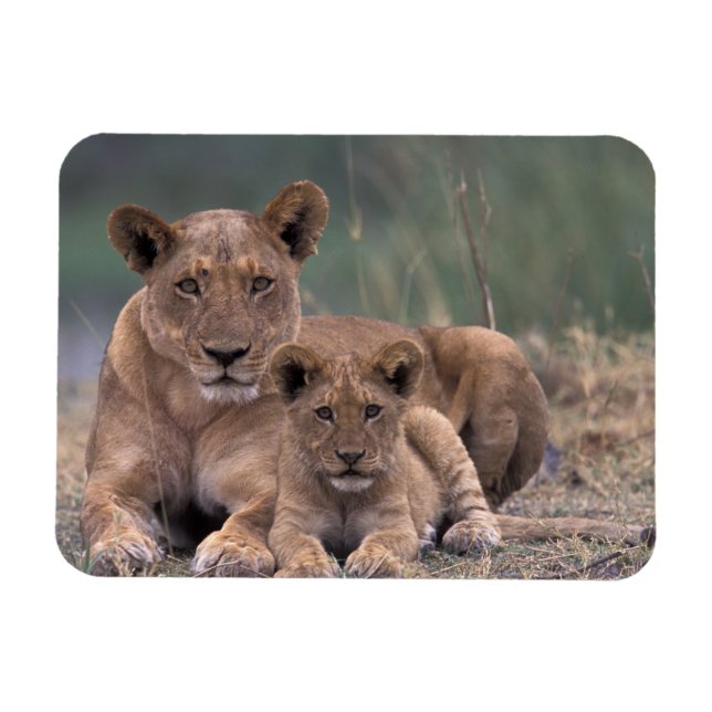 Africa, Botswana, Okavango Delta. Lions Magnet (Horizontal)