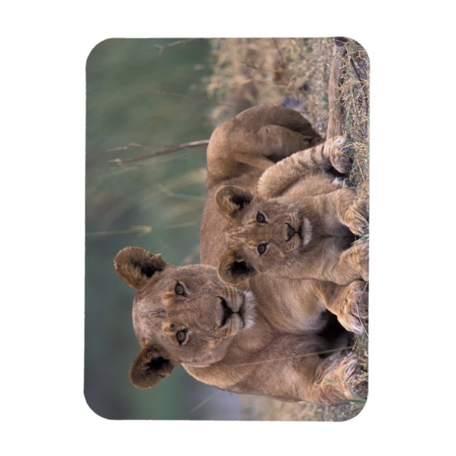 Africa, Botswana, Okavango Delta. Lions Magnet (Vertical)