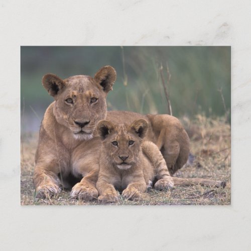Africa Botswana Okavango Delta Lions Postcard