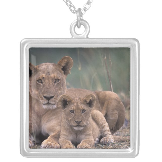 Africa, Botswana, Okavango Delta. Lions Silver Plated Necklace (Front)