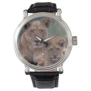 Africa, Botswana, Okavango Delta. Lions Watch