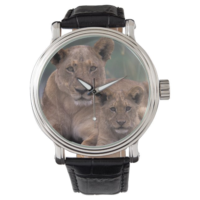 Africa, Botswana, Okavango Delta. Lions Watch (Front)