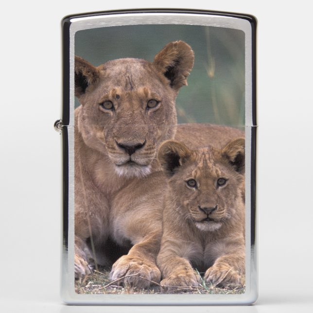Africa, Botswana, Okavango Delta. Lions Zippo Lighter (Front)