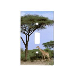 Africa, Botswana, Okavango Delta. Southern Light Switch Cover