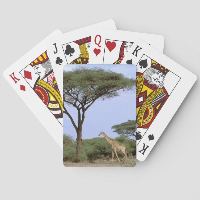 Africa, Botswana, Okavango Delta. Southern Poker Cards (Back)