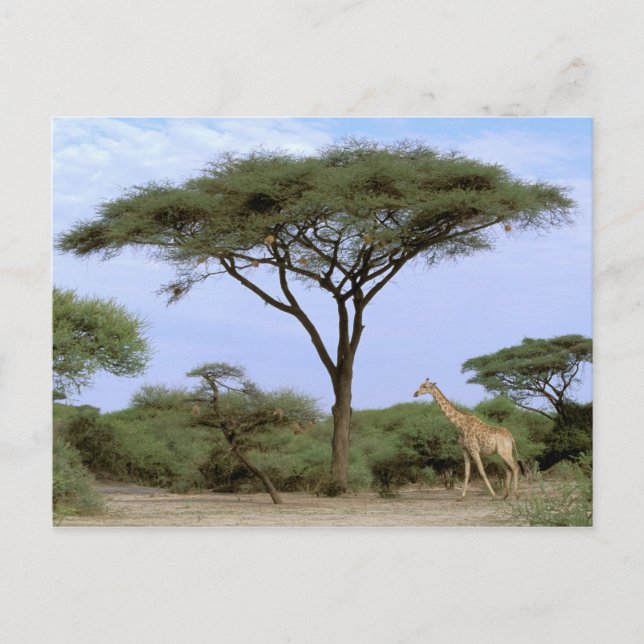 Africa, Botswana, Okavango Delta. Southern Postcard (Front)