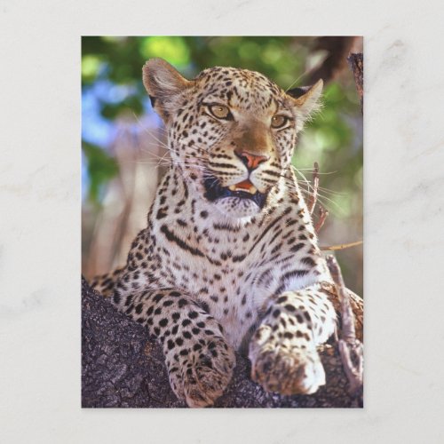 Africa Botswana Okvango Delta wild leopard 2 Postcard
