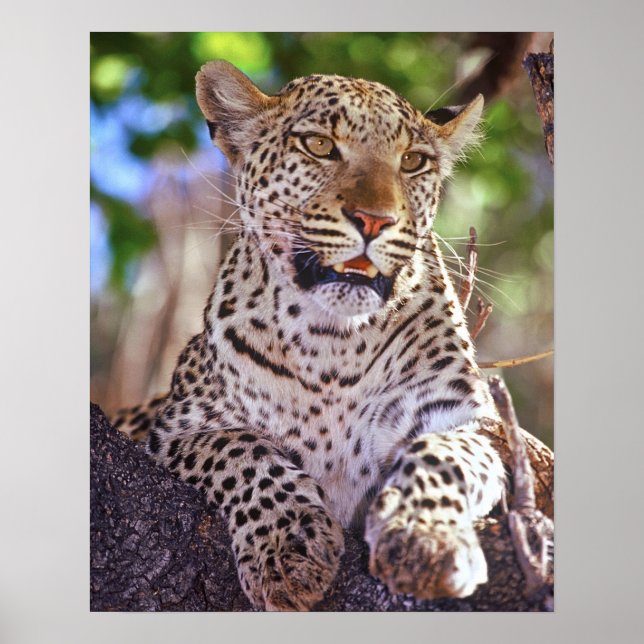 Africa, Botswana, Okvango Delta, wild leopard. 2 Poster (Front)