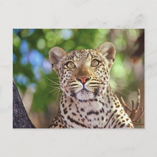 Africa Botswana Okvango Delta wild leopard Postcard