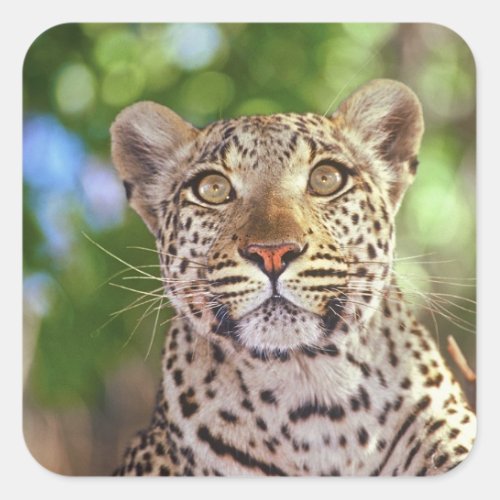Africa Botswana Okvango Delta wild leopard Square Sticker