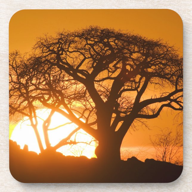 Africa, Botswana, Setting sun silhouettes Baobab Beverage Coaster (Front)