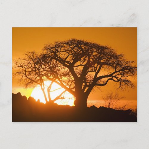 Africa Botswana Setting sun silhouettes Baobab Postcard