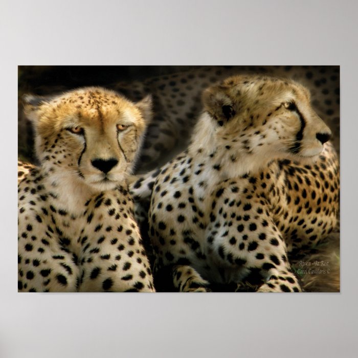 Africa Cheetahs At Rest Art Poster/Print