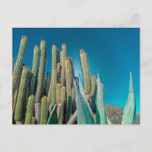 Africa Desert Cactus Plants Prickly Pear Postcard