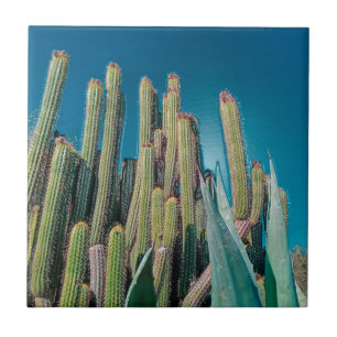 Africa Desert Landscape Nature Cactus Plant Ceramic Tile