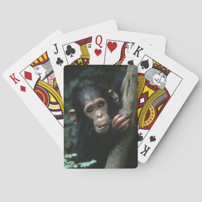 Africa, East Africa, Tanzania, Gombe National Poker Cards (Back)
