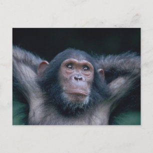 Africa, East Africa, Tanzania, Gombe National Postcard