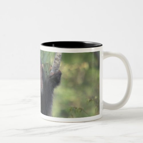 Africa East Africa Tanzania Gombe NP Infant Two_Tone Coffee Mug