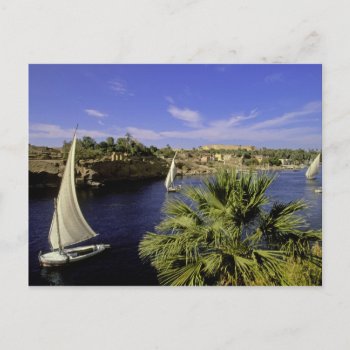 Africa  Egypt  Upper Egypt  Aswan. Feluccas 2 Postcard by takemeaway at Zazzle